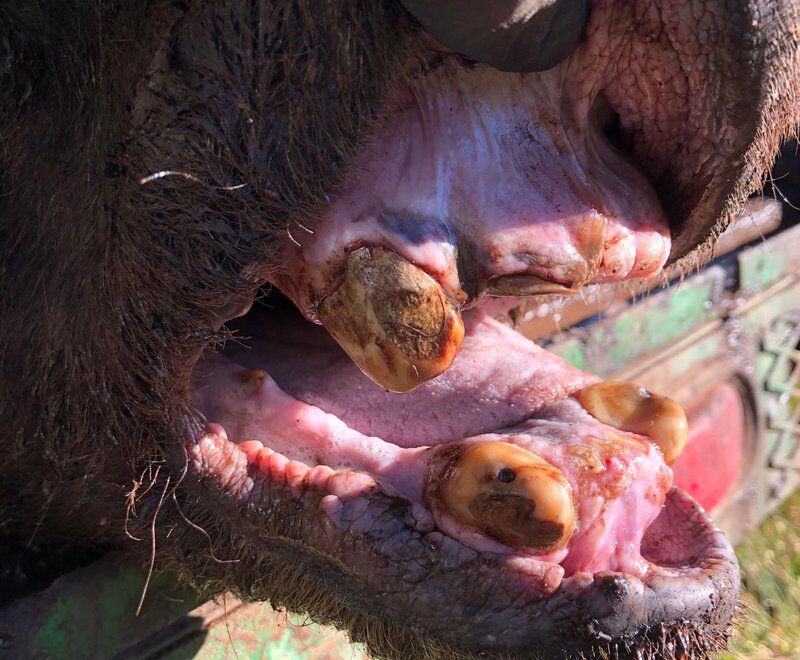 Toothless jaw of Grizzly 168 in Yellowstone region 2020.jpeg